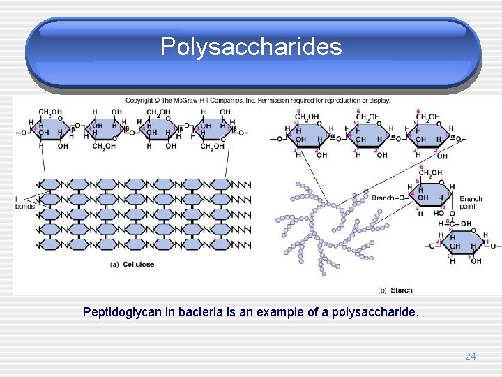 Polysaccharides Peptidoglycan in bacteria is an example of a polysaccharide. 24 