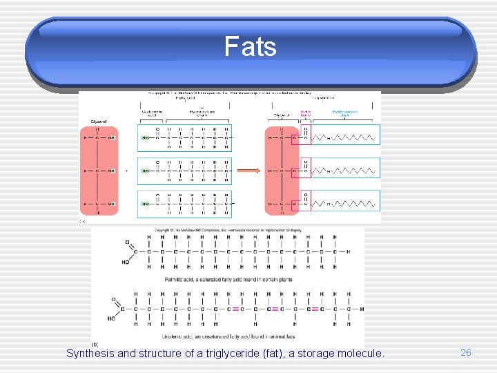 Fats Synthesis and structure of a triglyceride (fat), a storage molecule. 26 