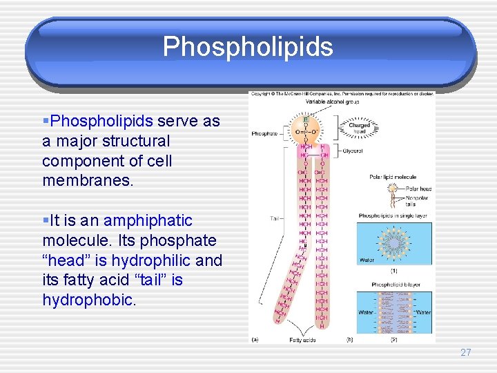 Phospholipids §Phospholipids serve as a major structural component of cell membranes. §It is an
