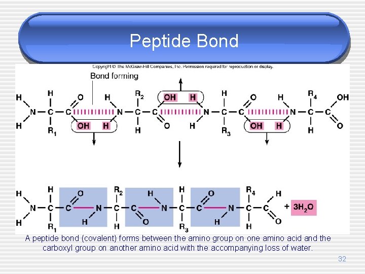 . Peptide Bond A peptide bond (covalent) forms between the amino group on one