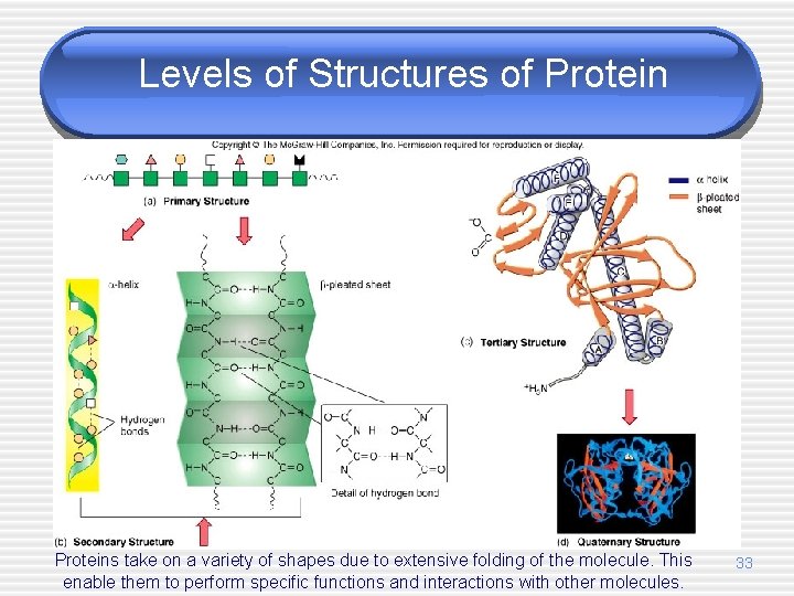 Levels of Structures of Proteins take on a variety of shapes due to extensive