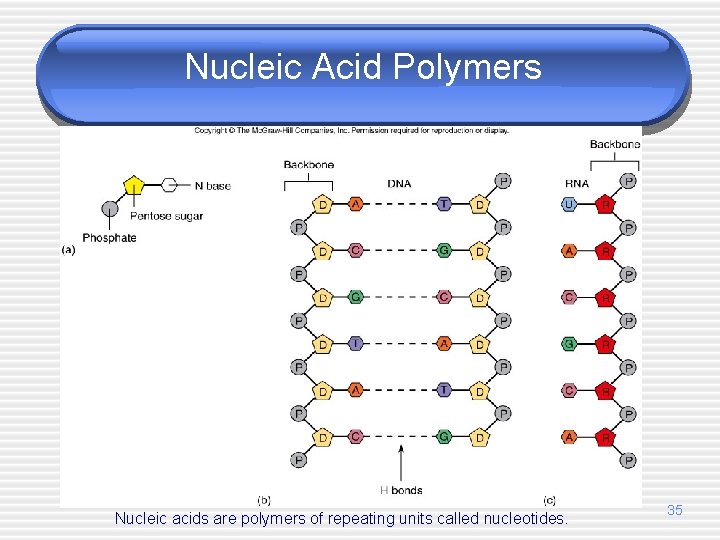 Nucleic Acid Polymers Nucleic acids are polymers of repeating units called nucleotides. 35 