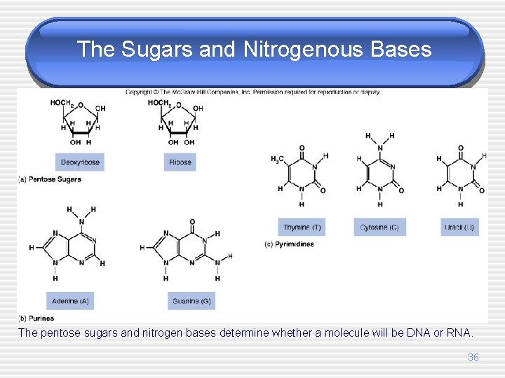 The Sugars and Nitrogenous Bases The pentose sugars and nitrogen bases determine whether a