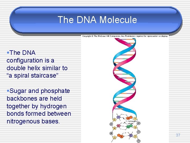 . The DNA Molecule §The DNA configuration is a double helix similar to “a