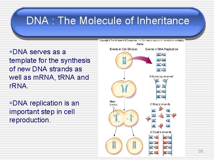 DNA : The Molecule of Inheritance §DNA serves as a template for the synthesis