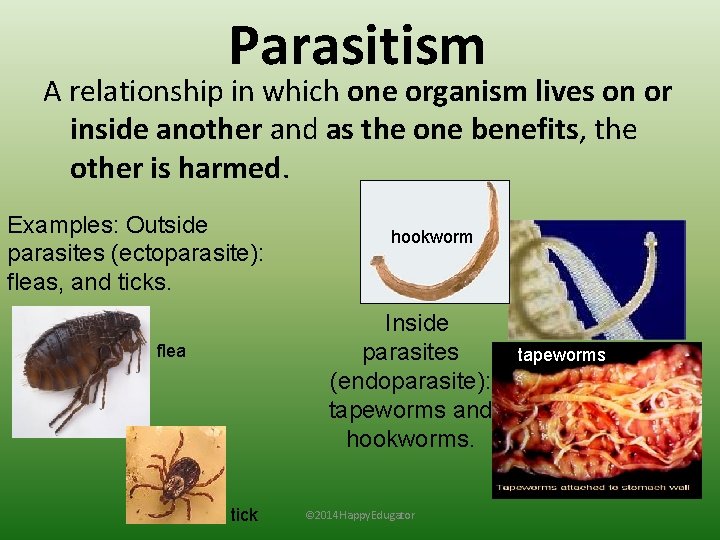 Parasitism A relationship in which one organism lives on or inside another and as