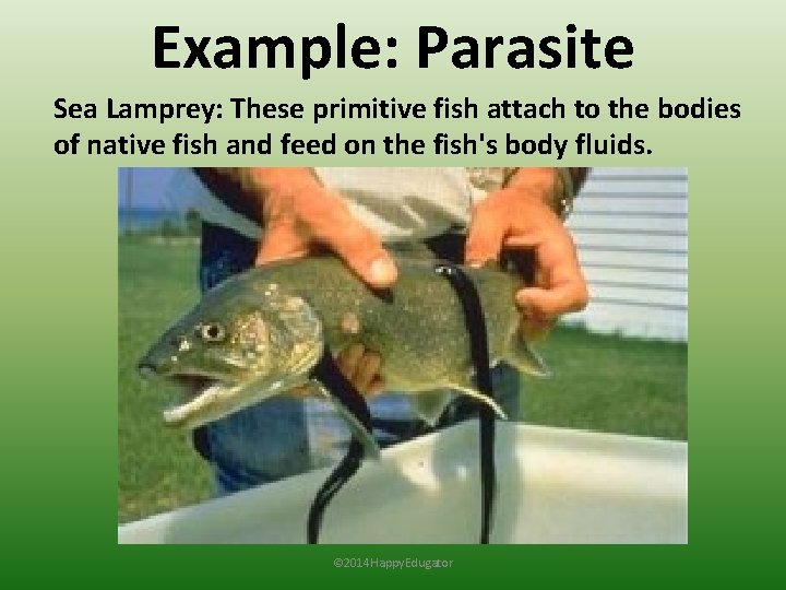 Example: Parasite Sea Lamprey: These primitive fish attach to the bodies of native fish