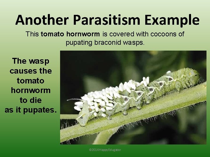 Another Parasitism Example This tomato hornworm is covered with cocoons of pupating braconid wasps.