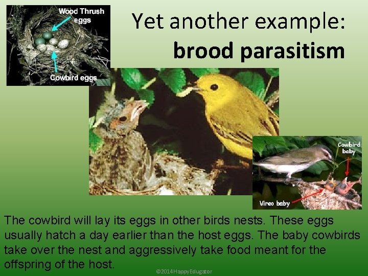 Yet another example: brood parasitism The cowbird will lay its eggs in other birds