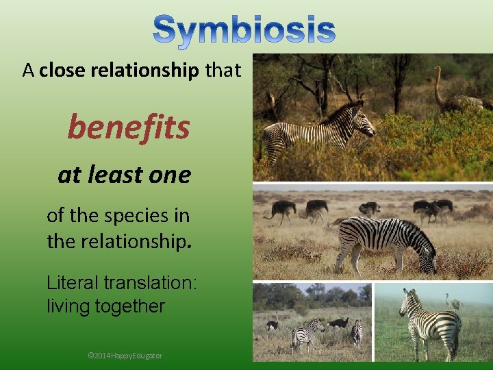 A close relationship that benefits at least one of the species in the relationship.