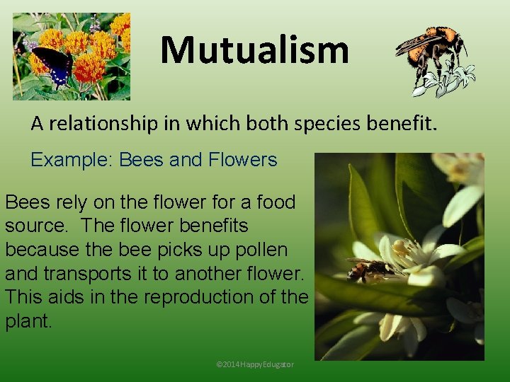 Mutualism A relationship in which both species benefit. Example: Bees and Flowers Bees rely