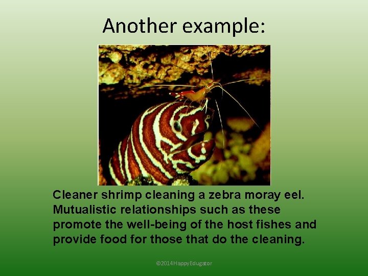 Another example: Cleaner shrimp cleaning a zebra moray eel. Mutualistic relationships such as these