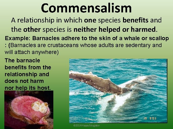 Commensalism A relationship in which one species benefits and the other species is neither