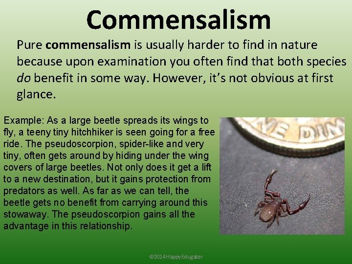 Commensalism Pure commensalism is usually harder to find in nature because upon examination you