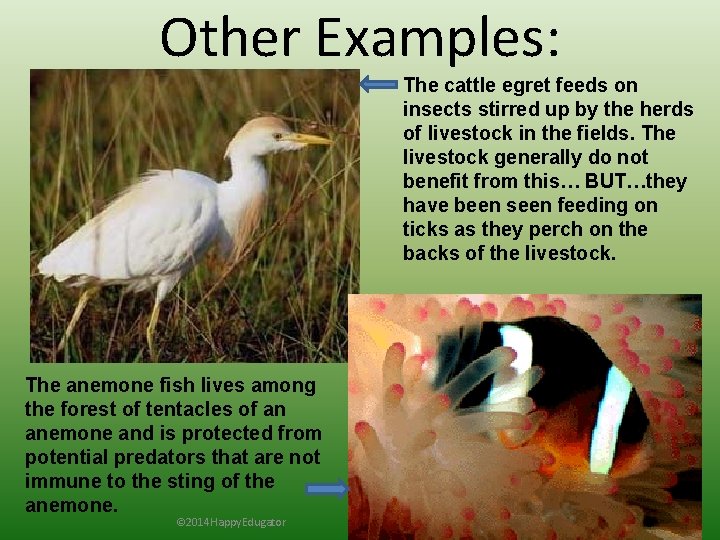 Other Examples: The cattle egret feeds on insects stirred up by the herds of