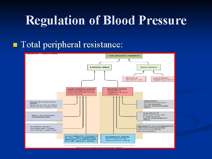 Regulation of Blood Pressure n Total peripheral resistance: 