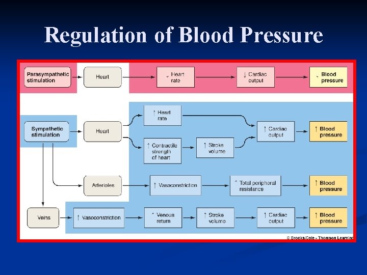 Regulation of Blood Pressure 