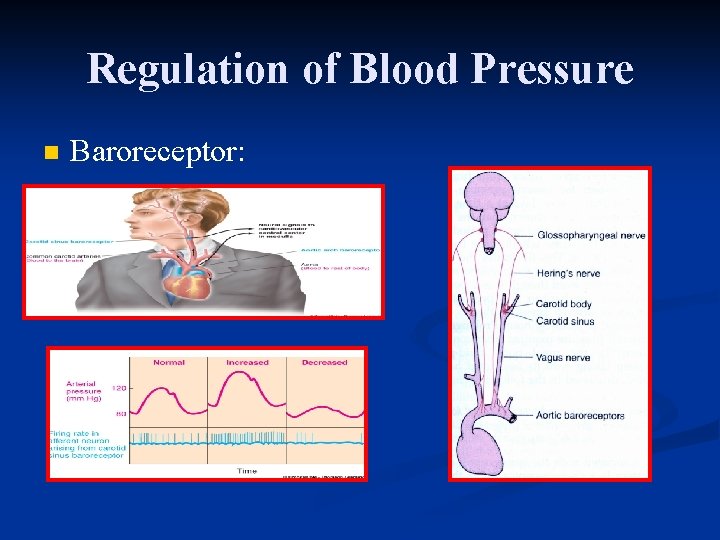 Regulation of Blood Pressure n Baroreceptor: 