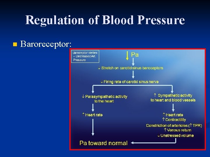 Regulation of Blood Pressure n Baroreceptor: 