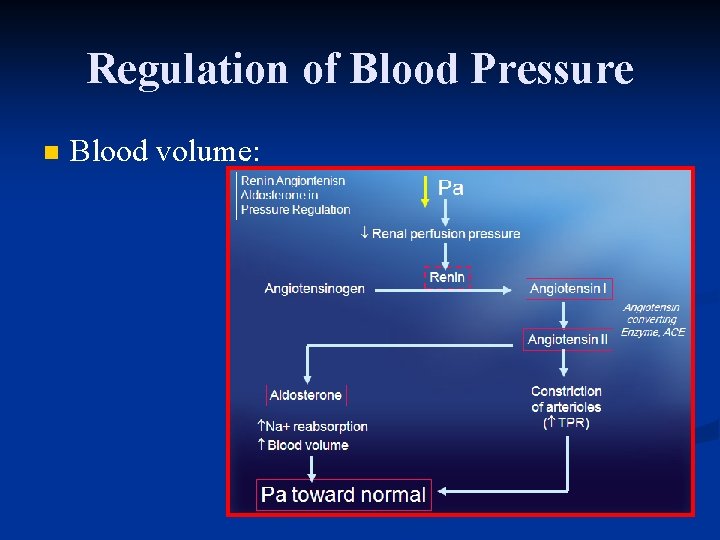 Regulation of Blood Pressure n Blood volume: 