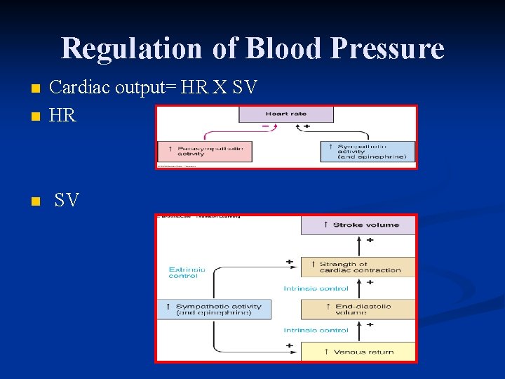 Regulation of Blood Pressure n n n Cardiac output= HR X SV HR SV