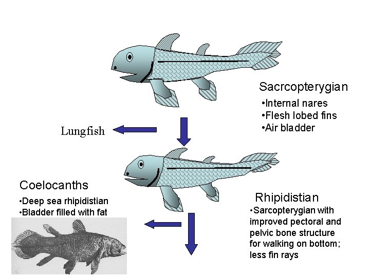 Sacrcopterygian Lungfish Coelocanths • Deep sea rhipidistian • Bladder filled with fat • Internal