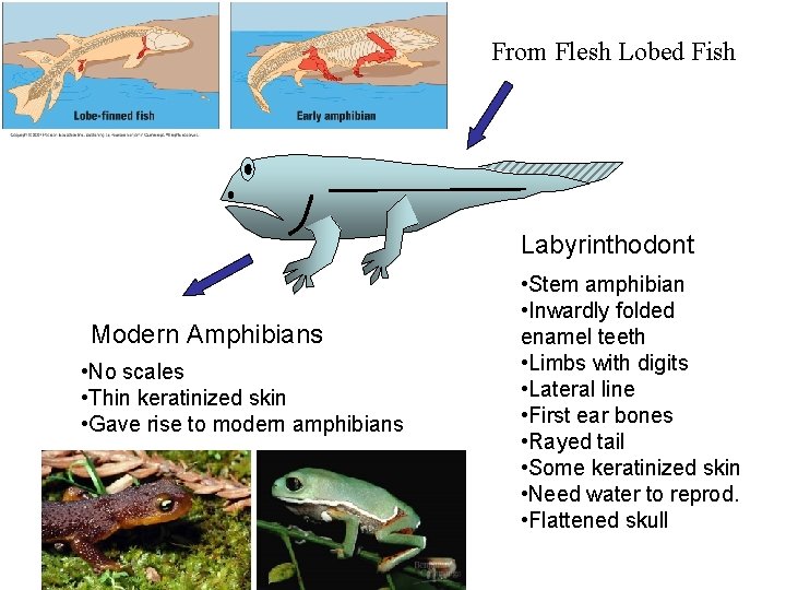 From Flesh Lobed Fish Labyrinthodont Modern Amphibians • No scales • Thin keratinized skin