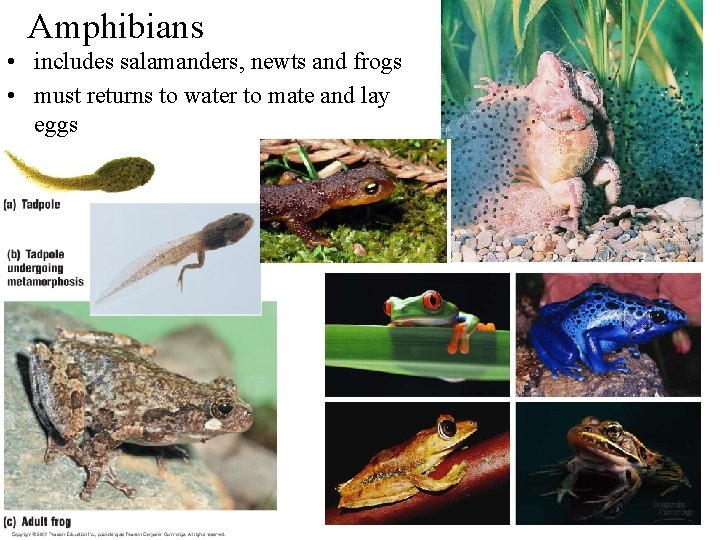 Amphibians • includes salamanders, newts and frogs • must returns to water to mate