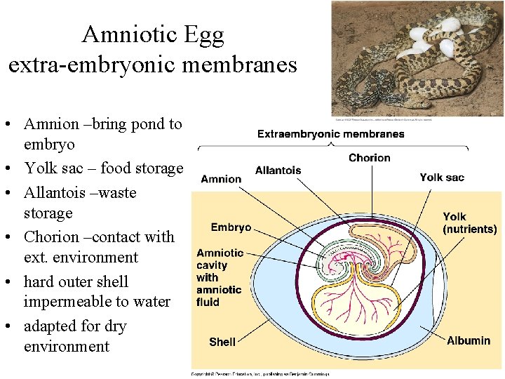 Amniotic Egg extra-embryonic membranes • Amnion –bring pond to embryo • Yolk sac –