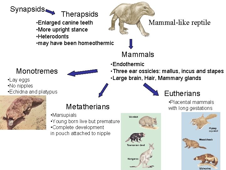 Synapsids Therapsids • Enlarged canine teeth • More upright stance • Heterodonts • may