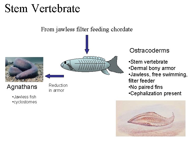 Stem Vertebrate From jawless filter feeding chordate Ostracoderms Agnathans • Jawless fish • cyclostomes