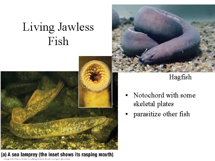 Living Jawless Fish Hagfish • Notochord with some skeletal plates • parasitize other fish