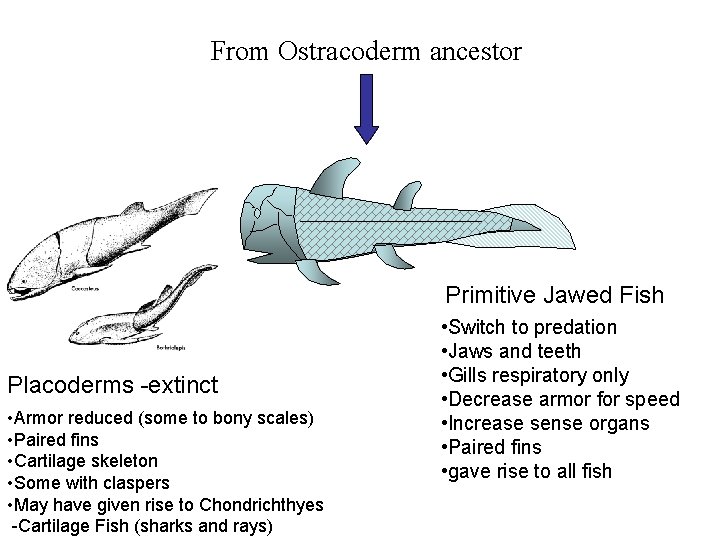 From Ostracoderm ancestor Primitive Jawed Fish Placoderms -extinct • Armor reduced (some to bony