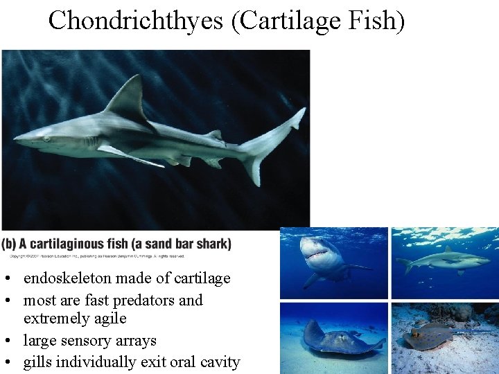 Chondrichthyes (Cartilage Fish) • endoskeleton made of cartilage • most are fast predators and