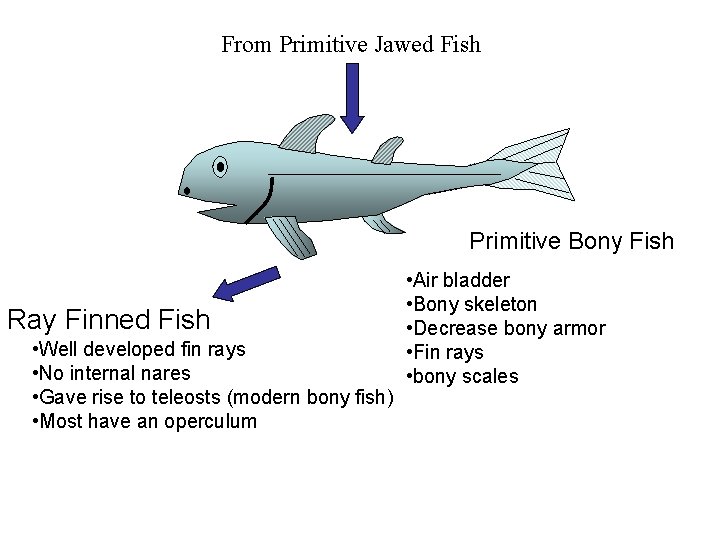 From Primitive Jawed Fish Primitive Bony Fish Ray Finned Fish • Well developed fin
