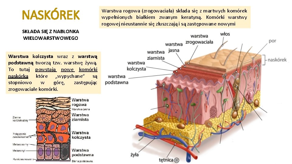Budowa I Funkcje Skry Na Lekcji Dowiesz Si Budowa I Funkcje Skry Na Lekcji Dowiesz Si
