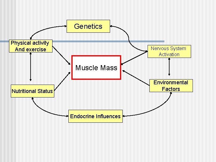 Genetics Physical activity And exercise Nervous System Activation Muscle Mass Environmental Factors Nutritional Status