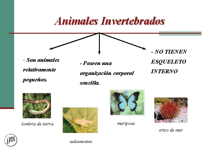 Animales Invertebrados - NO TIENEN - Son animales relativamente pequeños. - Poseen una ESQUELETO