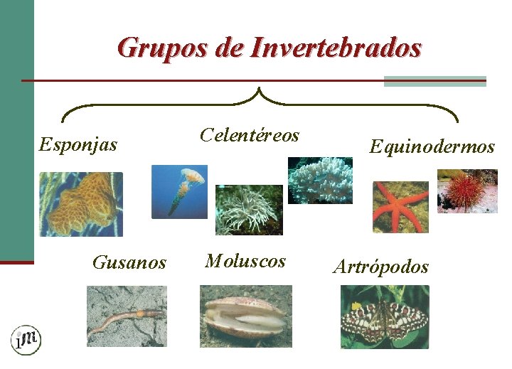 Grupos de Invertebrados Esponjas Gusanos Celentéreos Moluscos Equinodermos Artrópodos 