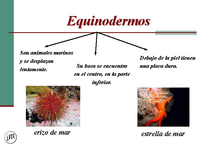 Equinodermos Son animales marinos y se desplazan Su boca se encuentra lentamente. en el