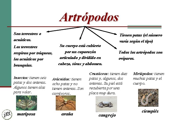 Artrópodos Son terrestres o acuáticos. Los terrestres respiran por tráqueas, los acuáticos por branquias.