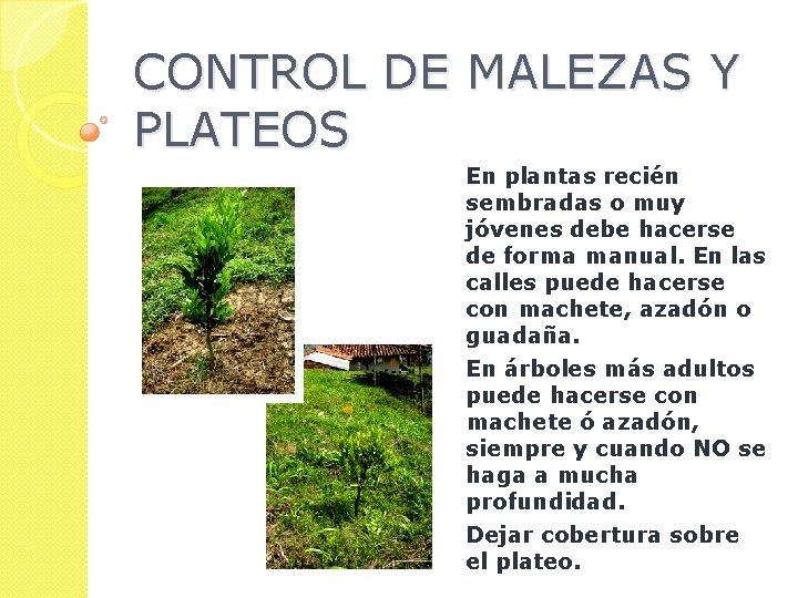 CONTROL DE MALEZAS Y PLATEOS En plantas recién sembradas o muy jóvenes debe hacerse