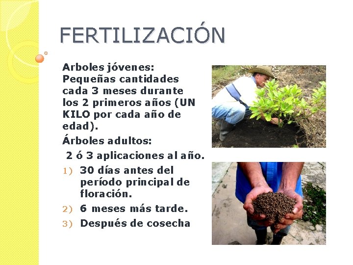 FERTILIZACIÓN Arboles jóvenes: Pequeñas cantidades cada 3 meses durante los 2 primeros años (UN