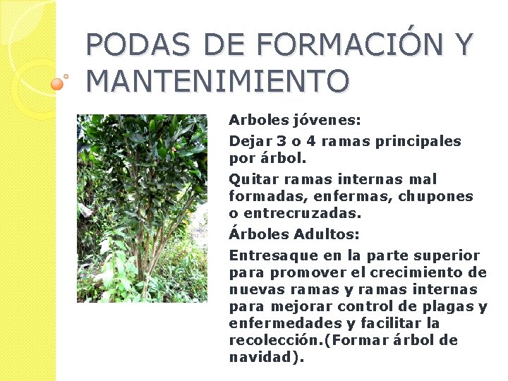 PODAS DE FORMACIÓN Y MANTENIMIENTO Arboles jóvenes: Dejar 3 o 4 ramas principales por