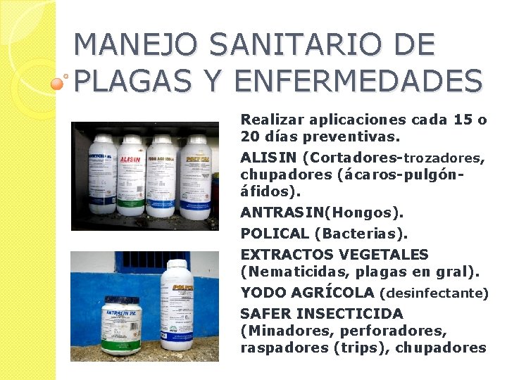 MANEJO SANITARIO DE PLAGAS Y ENFERMEDADES Realizar aplicaciones cada 15 o 20 días preventivas.