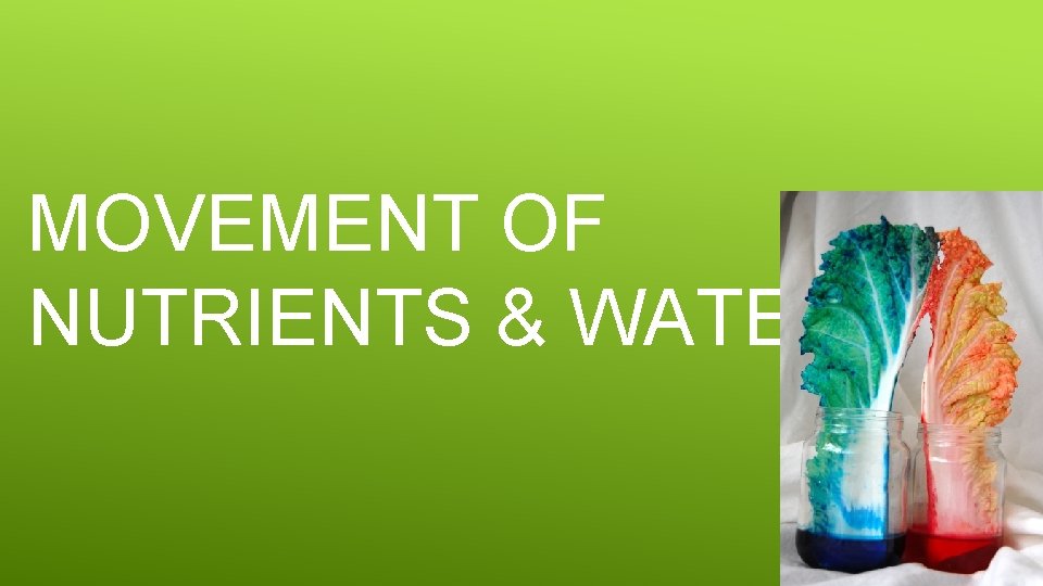 MOVEMENT OF NUTRIENTS & WATER 