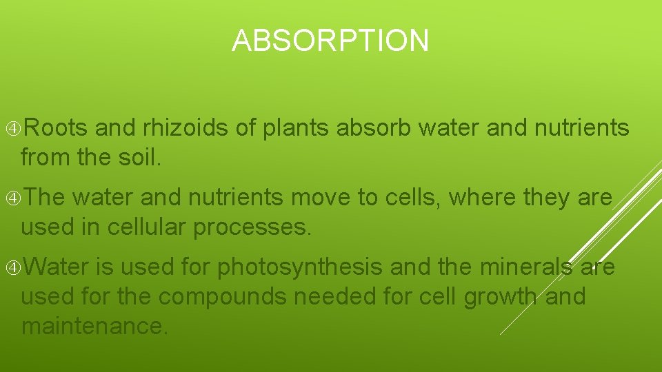 ABSORPTION Roots and rhizoids of plants absorb water and nutrients from the soil. The