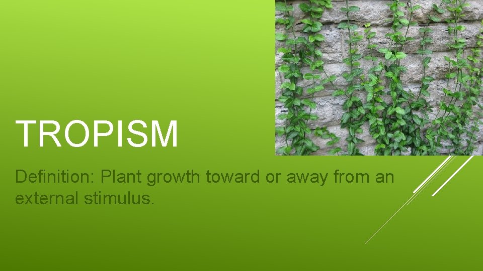 TROPISM Definition: Plant growth toward or away from an external stimulus. 