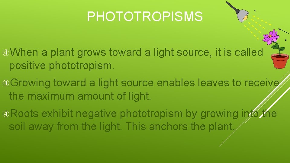 PHOTOTROPISMS When a plant grows toward a light source, it is called positive phototropism.