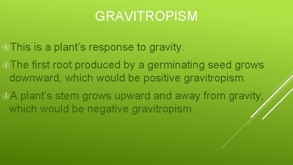 GRAVITROPISM This is a plant’s response to gravity. The first root produced by a